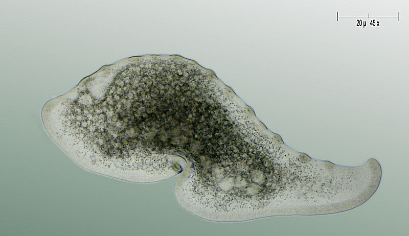 Loxophyllum meleagris