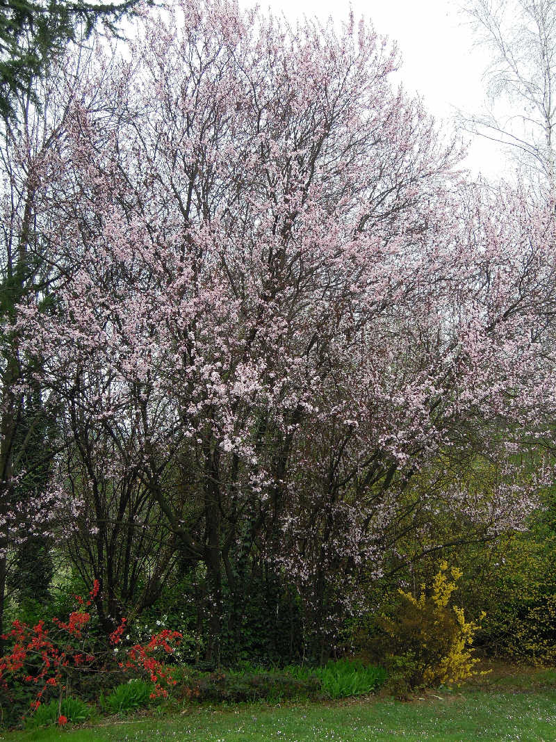 polline di Prunus sp.