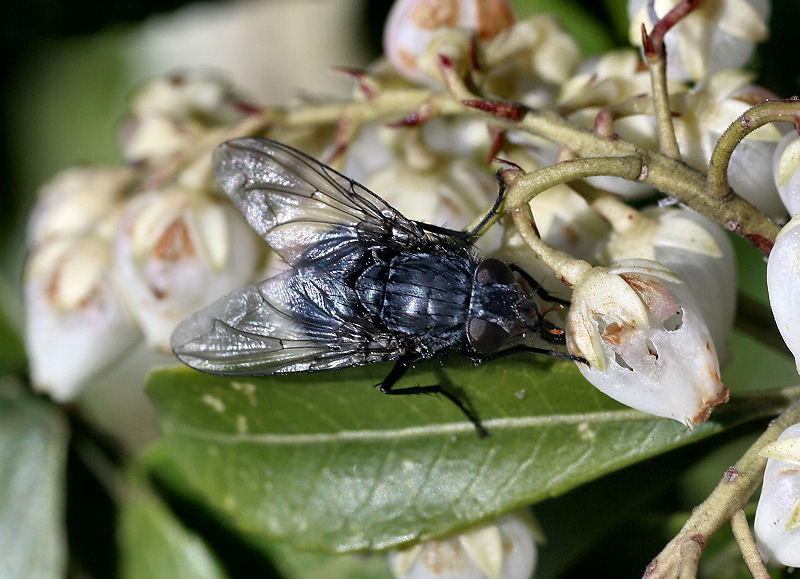 Calliphora vicina ???