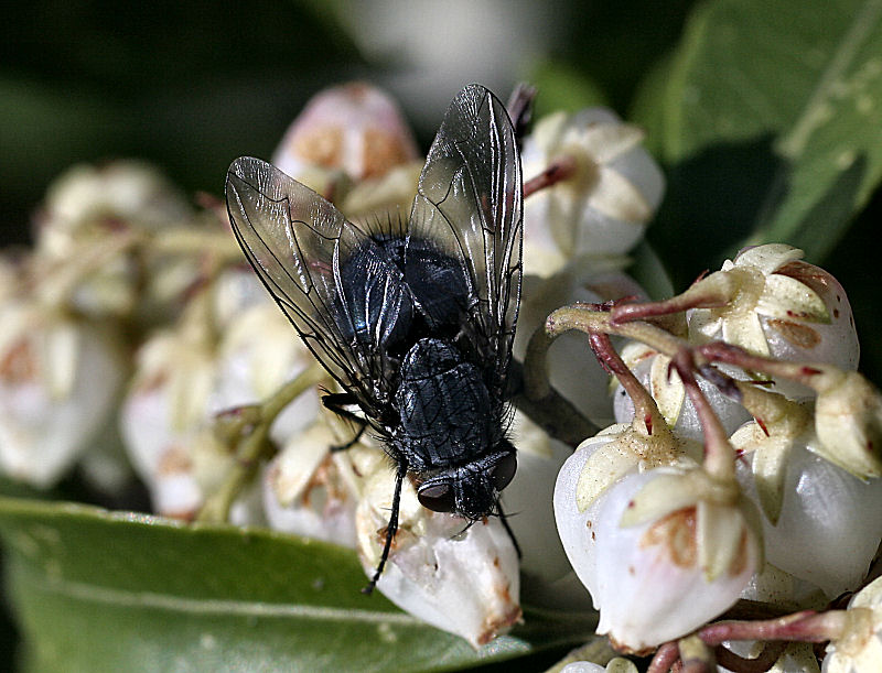 Calliphora vicina ???