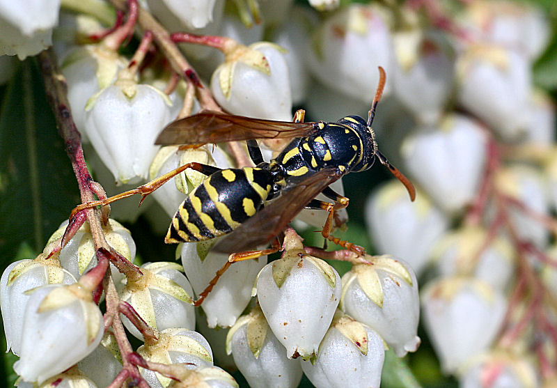 Polistes sp.