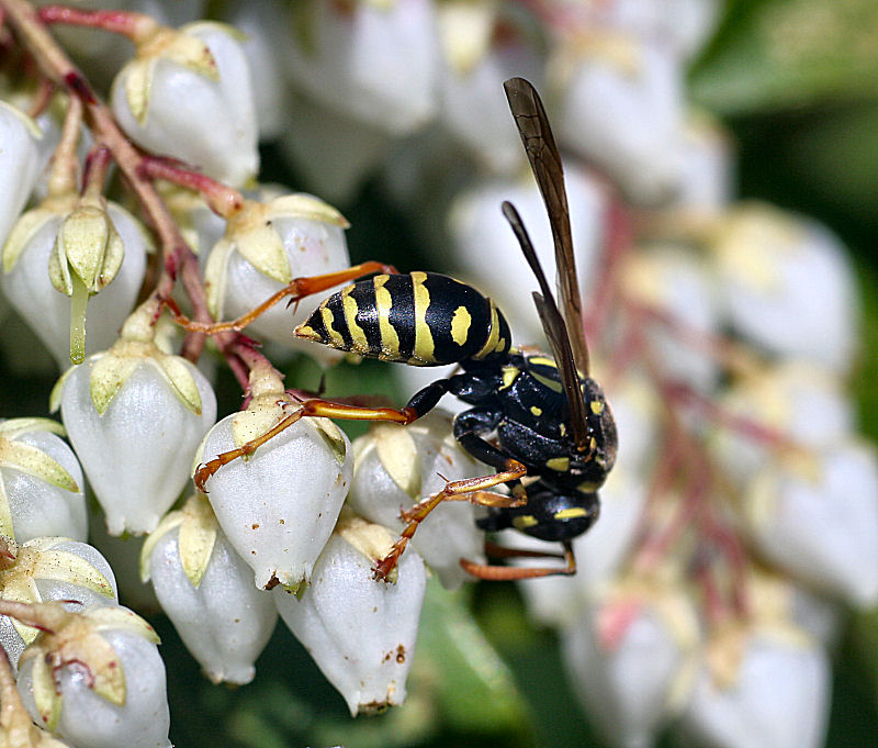 Polistes sp.