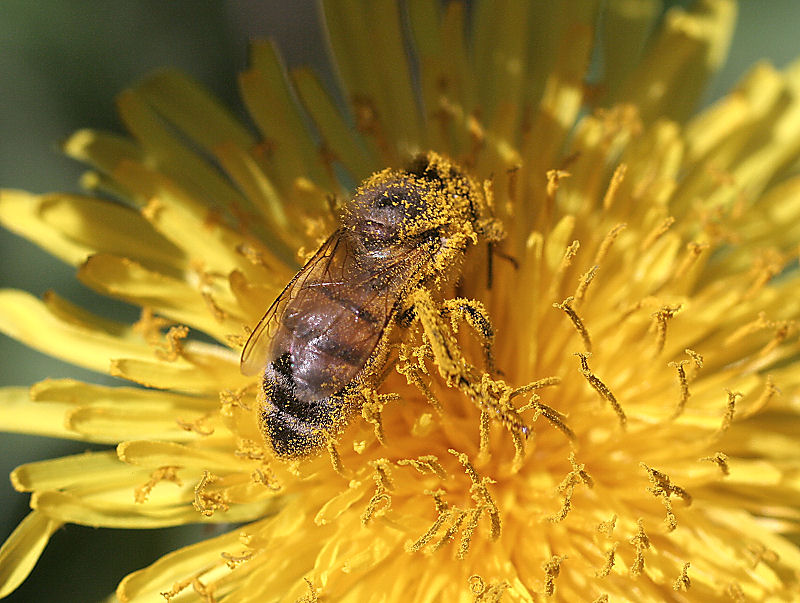 Apis mellifera sporca di polline