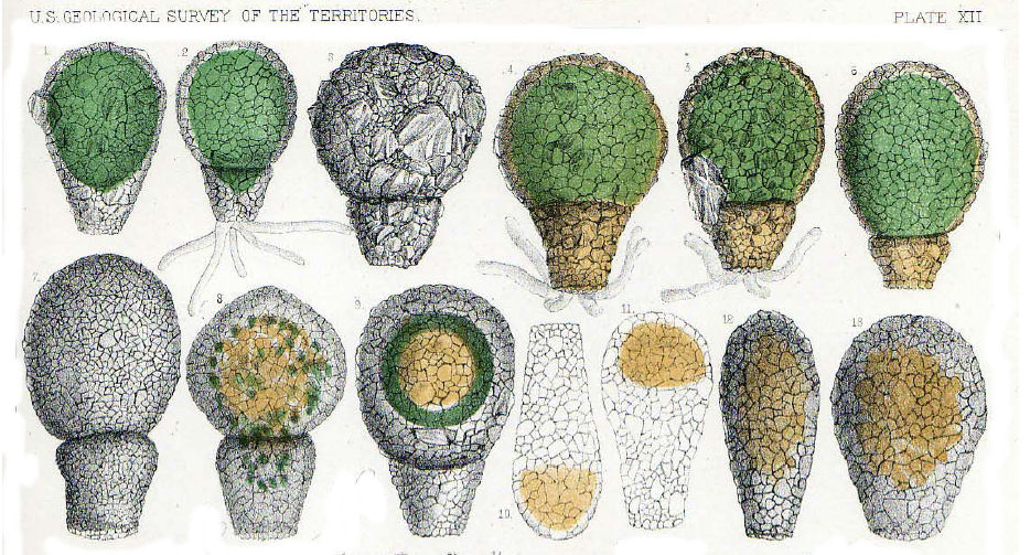 Difflugia pyriformis