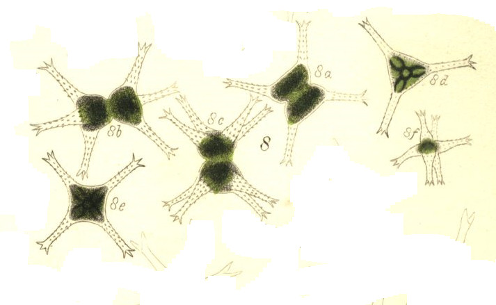 Staurastrum paradoxum