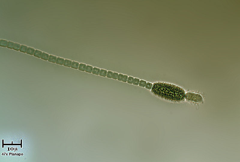 Nuove ottiche su Anabaena