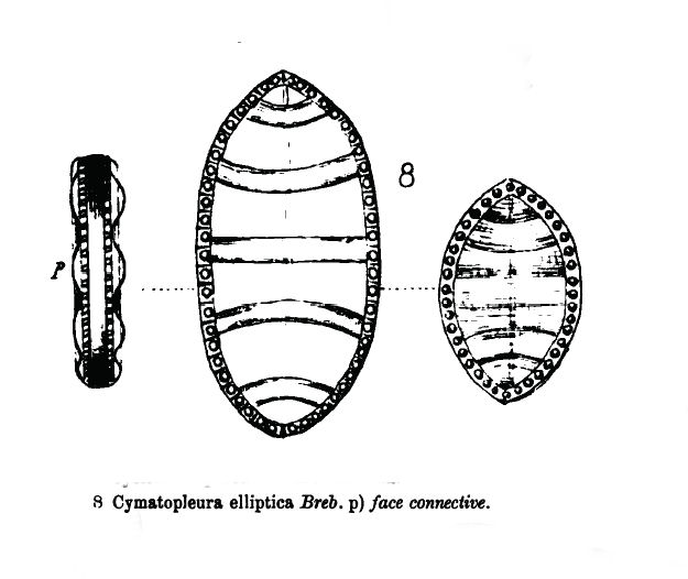 Cymatopleura elliptica