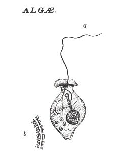 Urceolus sp.