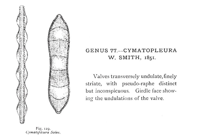 Cymatopleura solea