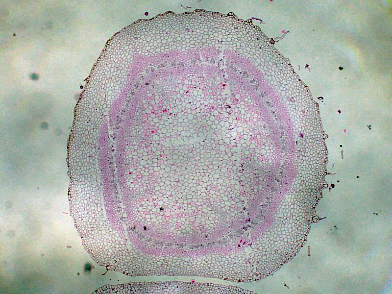 Istologia del fusto di Orobanche ramosa