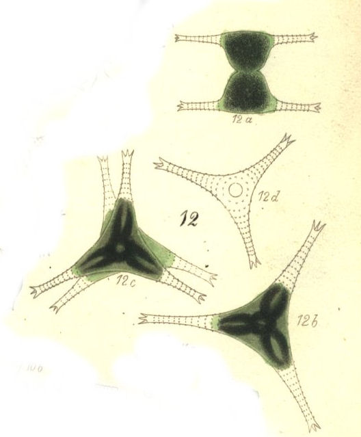 Staurastrum gracile