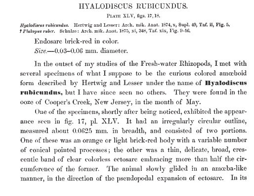 Hyalodiscus rubicundus