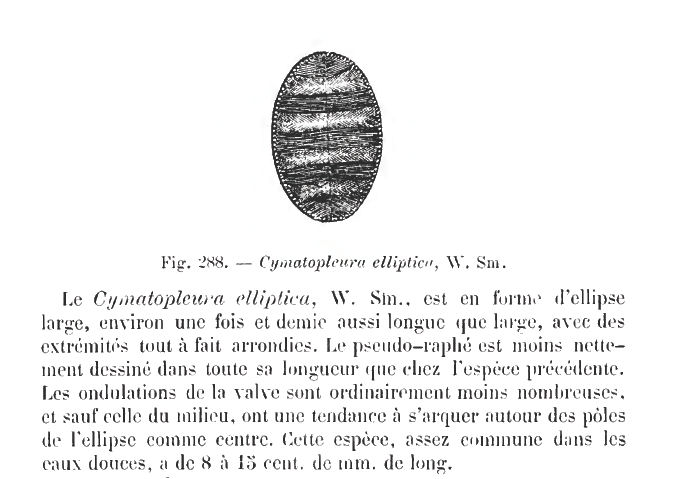 Cymatopleura elliptica