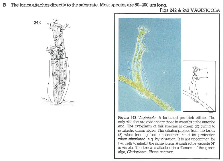 Cothurnia sp.