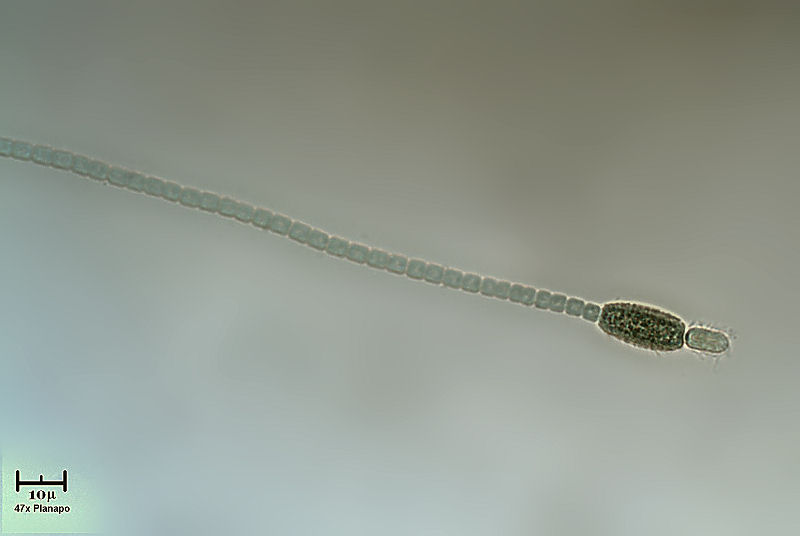 Nuove ottiche su Anabaena