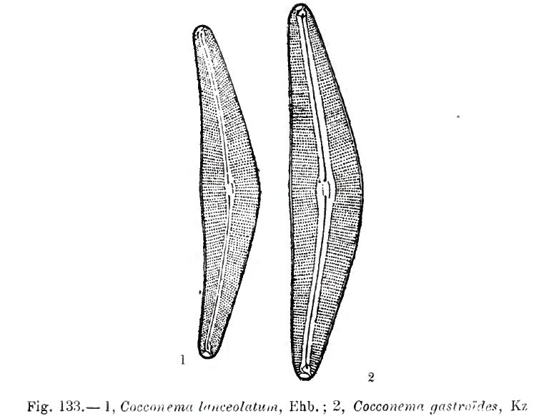 Cymbella lanceolata