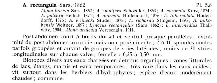 Alona rectangula