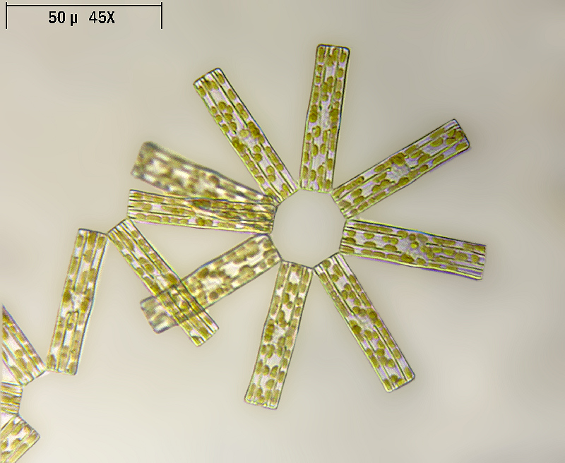 Tabellaria fenestrata