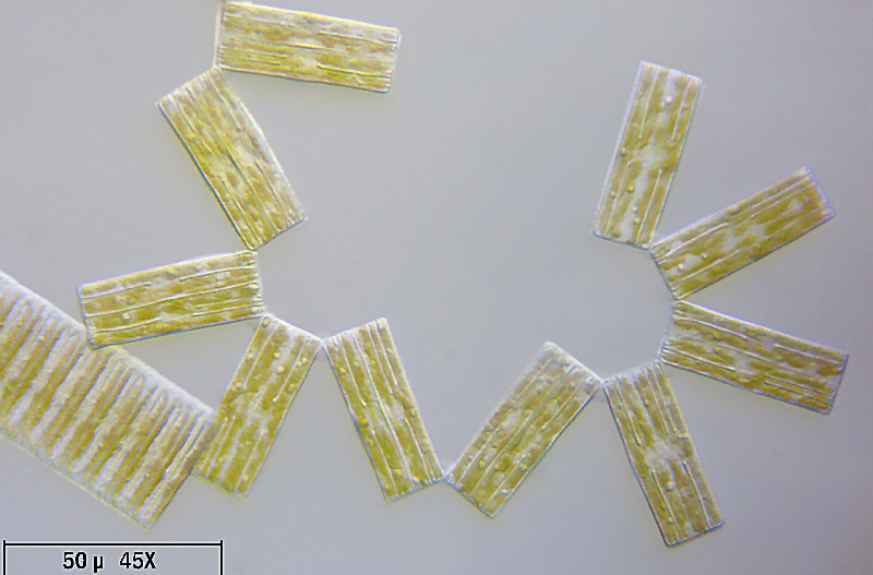 Tabellaria fenestrata