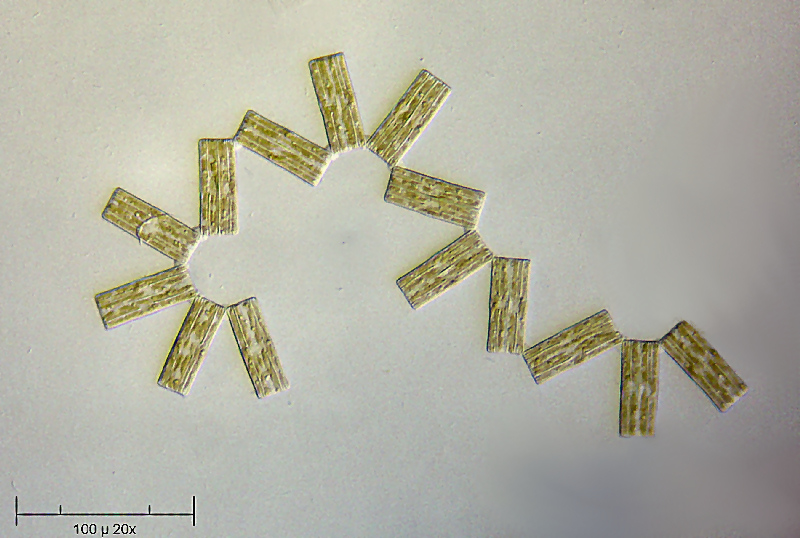 Tabellaria fenestrata