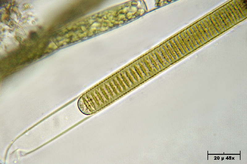 Phormidium sp.
