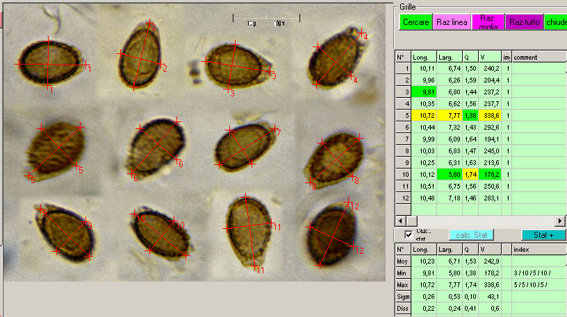 G.adspersum o G.applanatum? (Ganoderma adspersum)