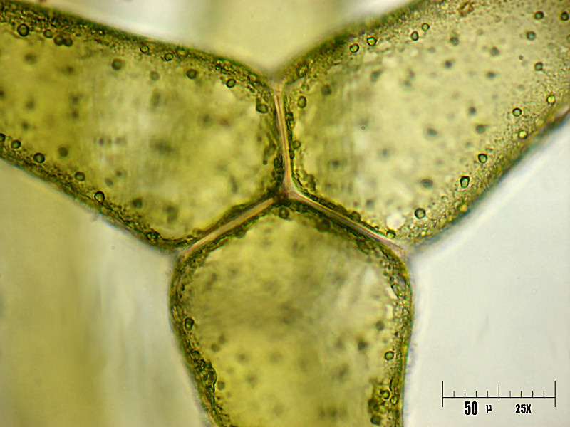 Hydrodictyon reticulatum
