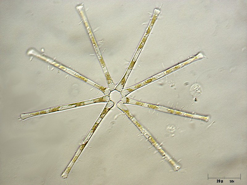 Asterionella formosa