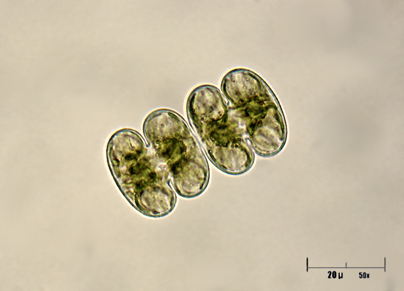 per Ambientelife  - cosmarium