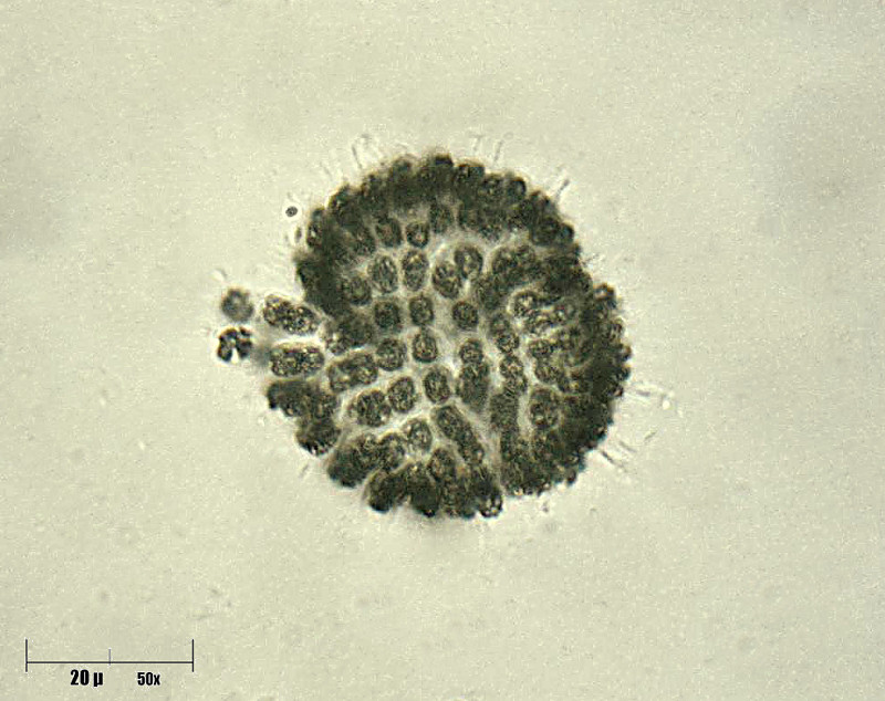 Microcystis sp.  2