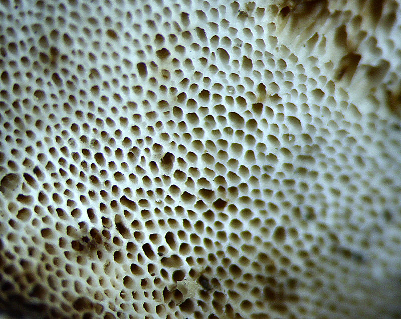 Trametes versicolor ???