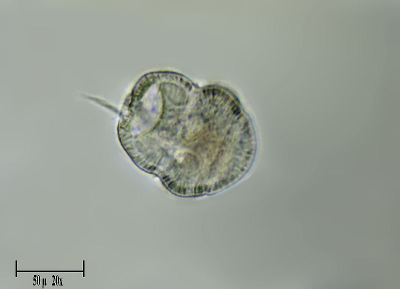 Urocentrum turbo