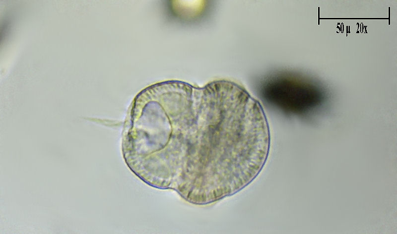 Urocentrum turbo