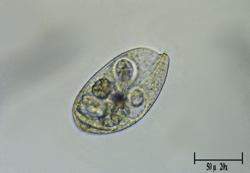 Lembadion sp.