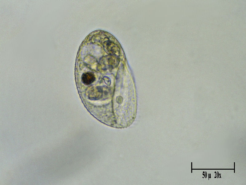 Lembadion sp.
