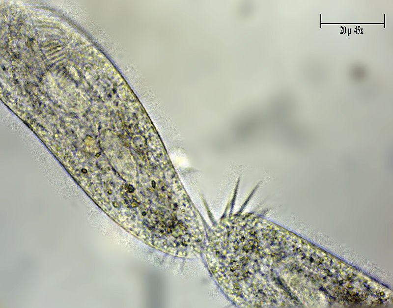 Uroleptus sp.  in divisione
