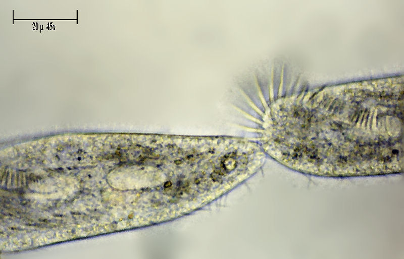 Uroleptus sp.  in divisione