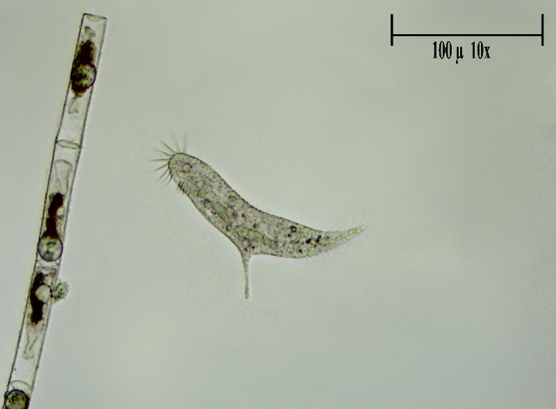 Uroleptus sp.  in divisione
