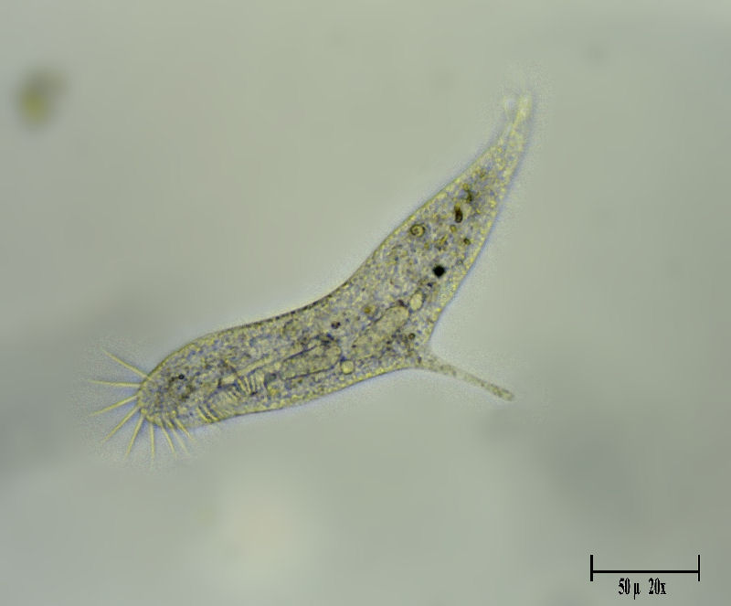 Uroleptus sp.  in divisione