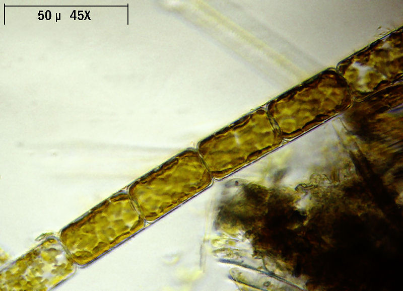 Melosira varians