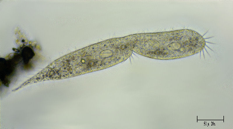 Uroleptus sp.  in divisione