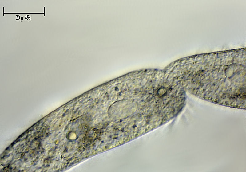 Uroleptus sp.  in divisione