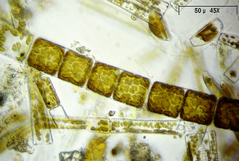 Melosira varians