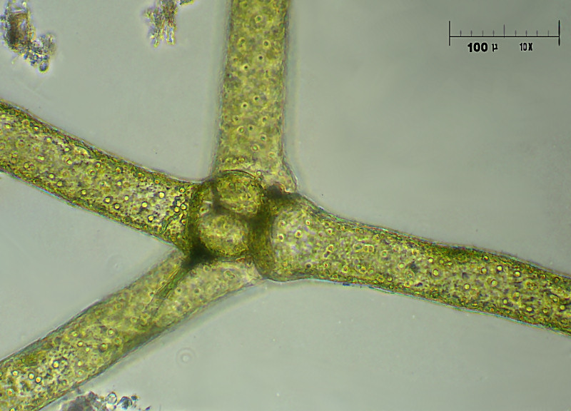 Hydrodictyon reticulatum 2