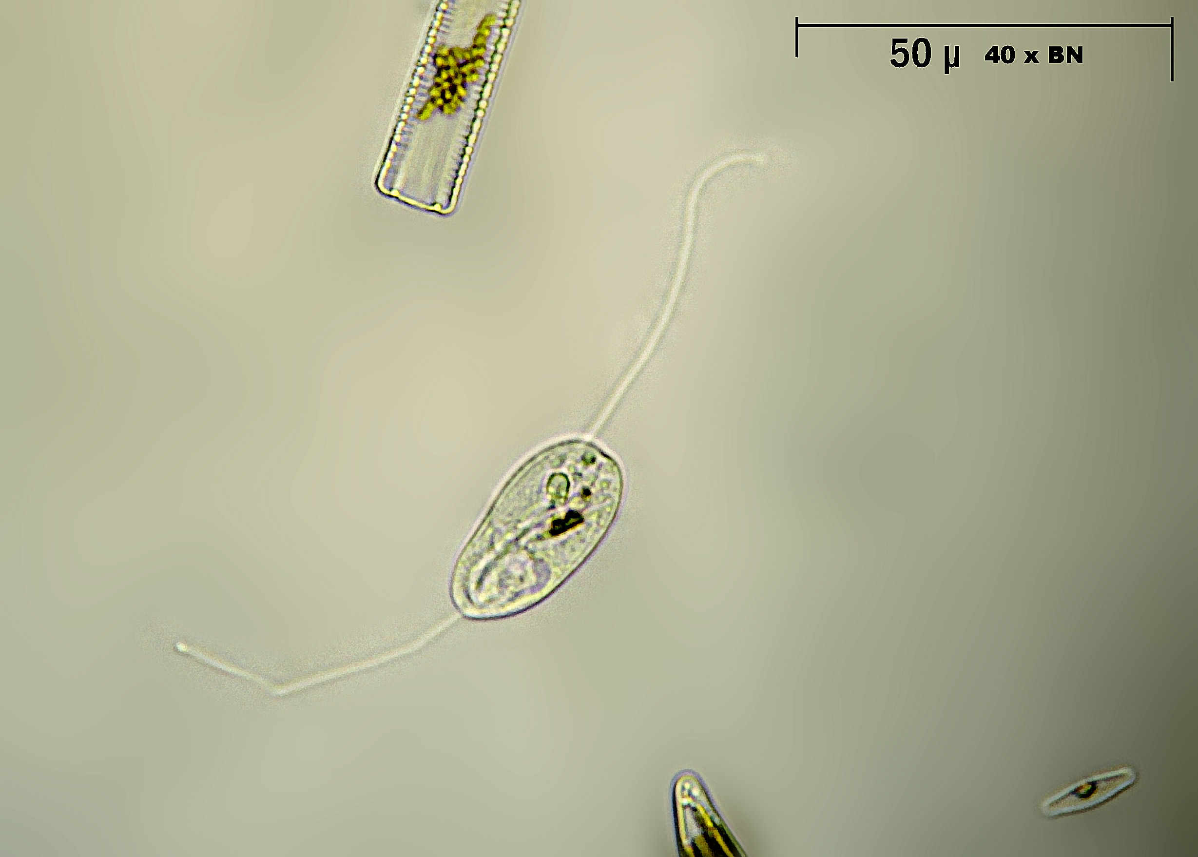 Anisonema acinus