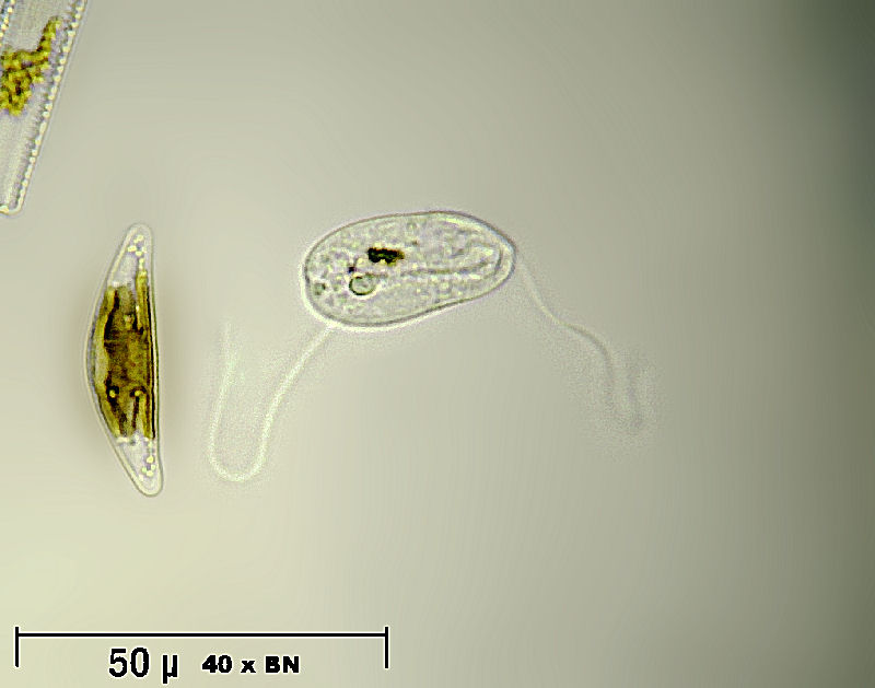 Anisonema acinus