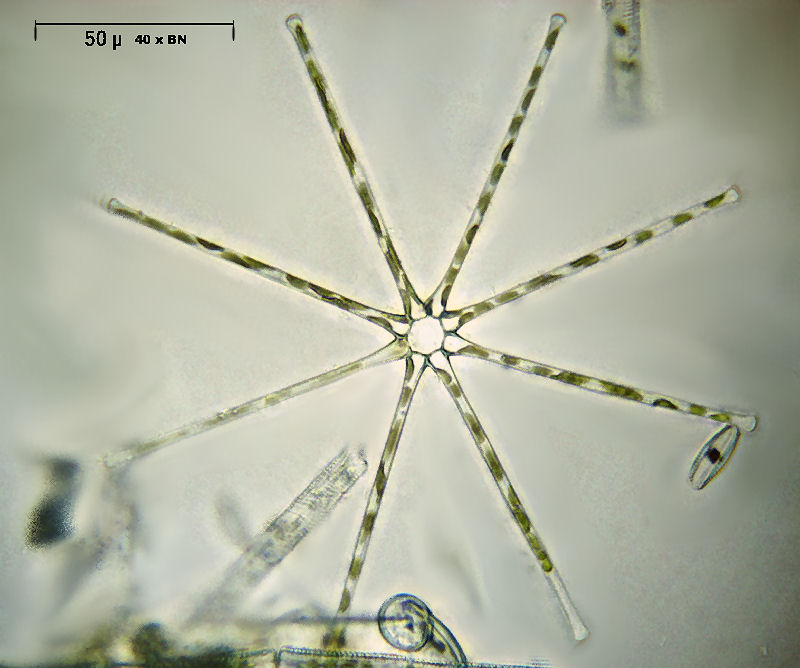 Asterionella formosa