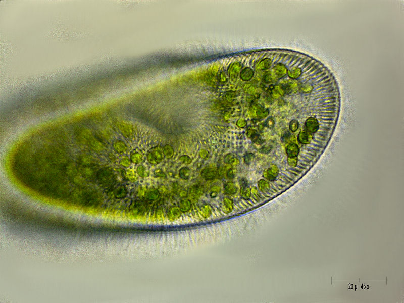 Paramecium bursaria