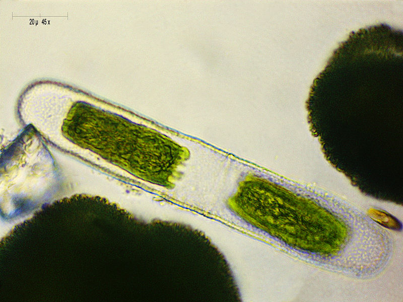 Penium sp.