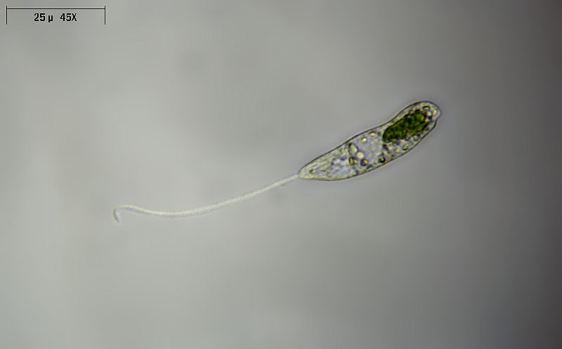 Peranema sp.